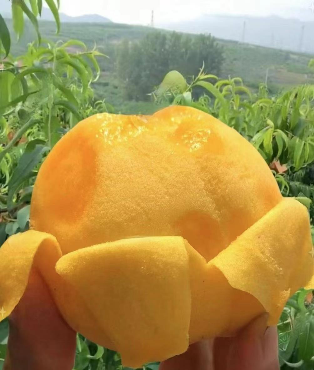 海南桥头富硒板栗地瓜（海南桥头板栗薯）-硒宝网