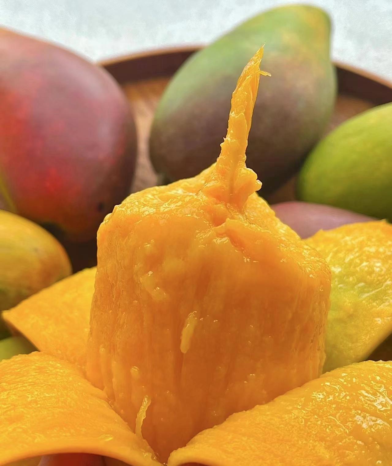 海南桥头富硒板栗地瓜（海南桥头板栗薯）-硒宝网