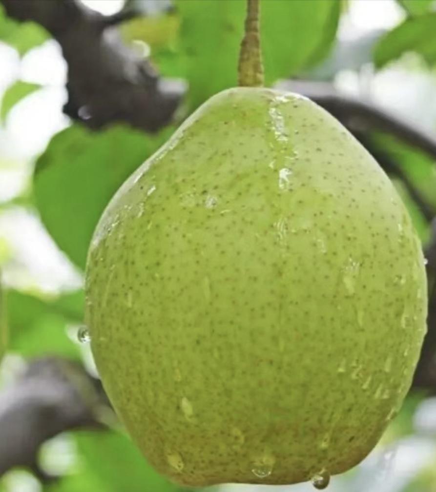 海南桥头富硒板栗地瓜（海南桥头板栗薯）-硒宝网