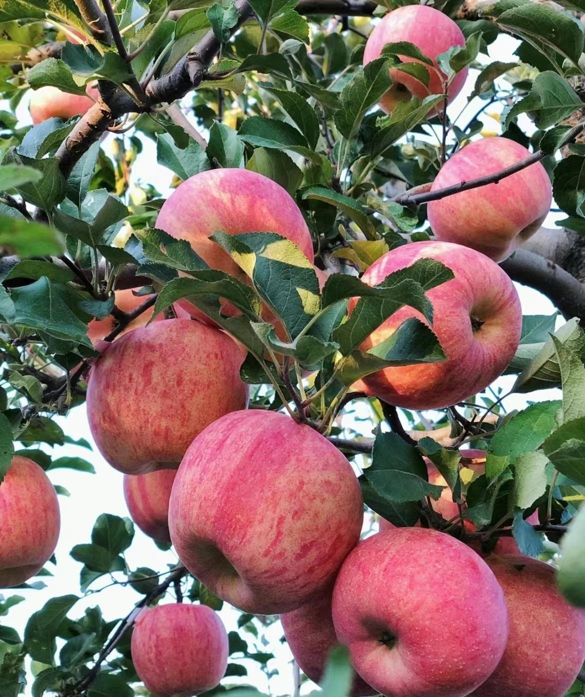 海南桥头富硒板栗地瓜（海南桥头板栗薯）-硒宝网