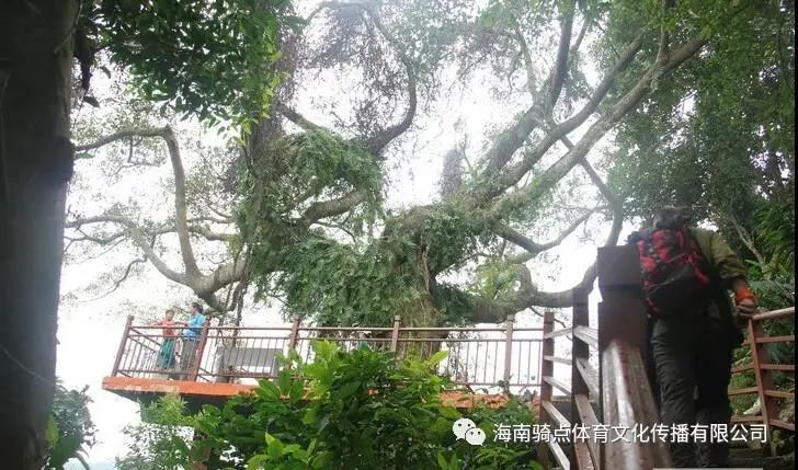 儋州富硒地瓜种植时间（富硒地瓜苗哪里有卖）-硒宝网