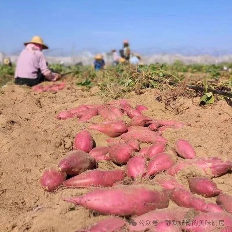 海南澄迈富硒地瓜产地（海南澄迈桥头富硒地瓜营养价值）-硒宝网