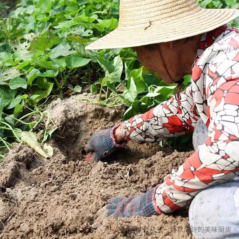 海南澄迈富硒地瓜产地(海南富硒地瓜是毒地瓜吗)-硒宝网