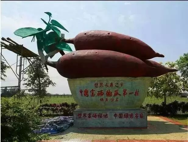 海南澄迈富硒地瓜产地（海南澄迈县富硒地瓜）-硒宝网