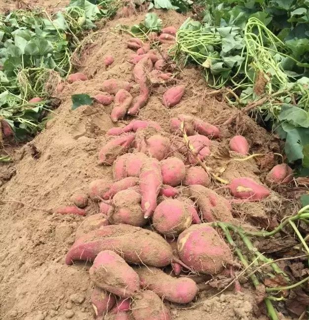 海南澄迈富硒地瓜产地（海南澄迈县富硒地瓜）-硒宝网