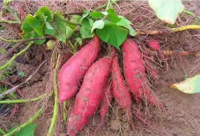 海南澄迈富硒地瓜产地（海南澄迈县富硒地瓜）-硒宝网