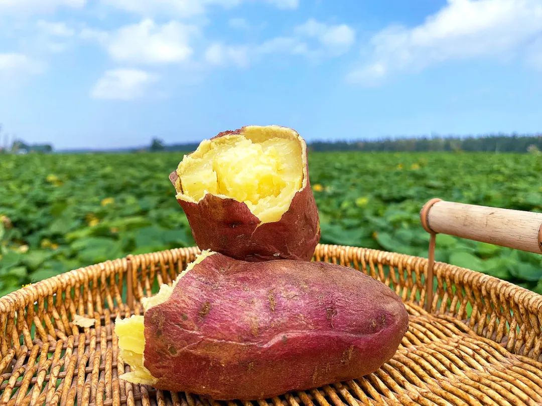 海南澄迈富硒地瓜价格(海南澄迈地瓜上市时间)-硒宝网