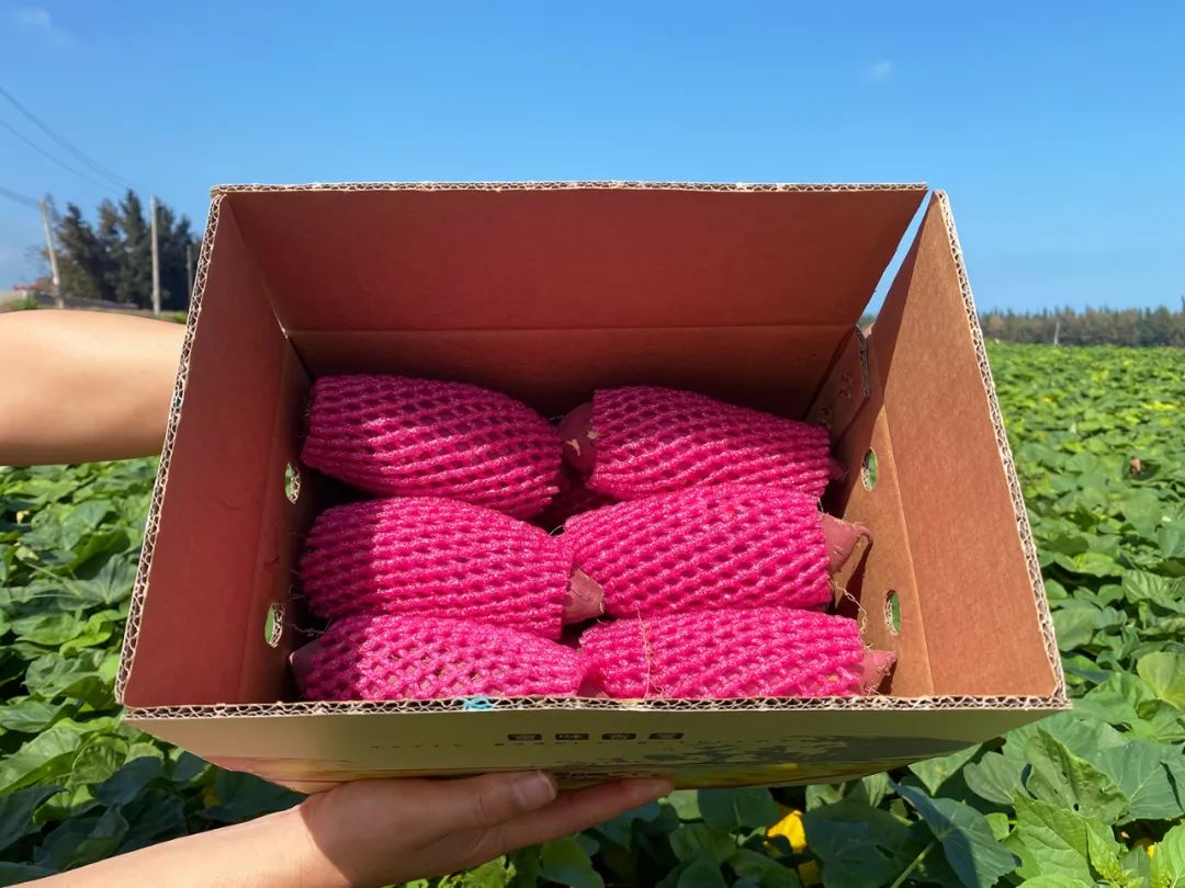 海南澄迈富硒地瓜价格(海南澄迈地瓜上市时间)-硒宝网