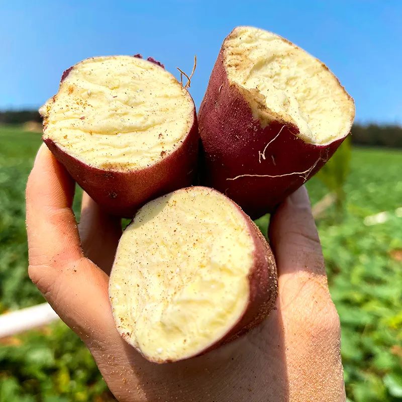 海南澄迈富硒地瓜价格(海南澄迈地瓜上市时间)-硒宝网