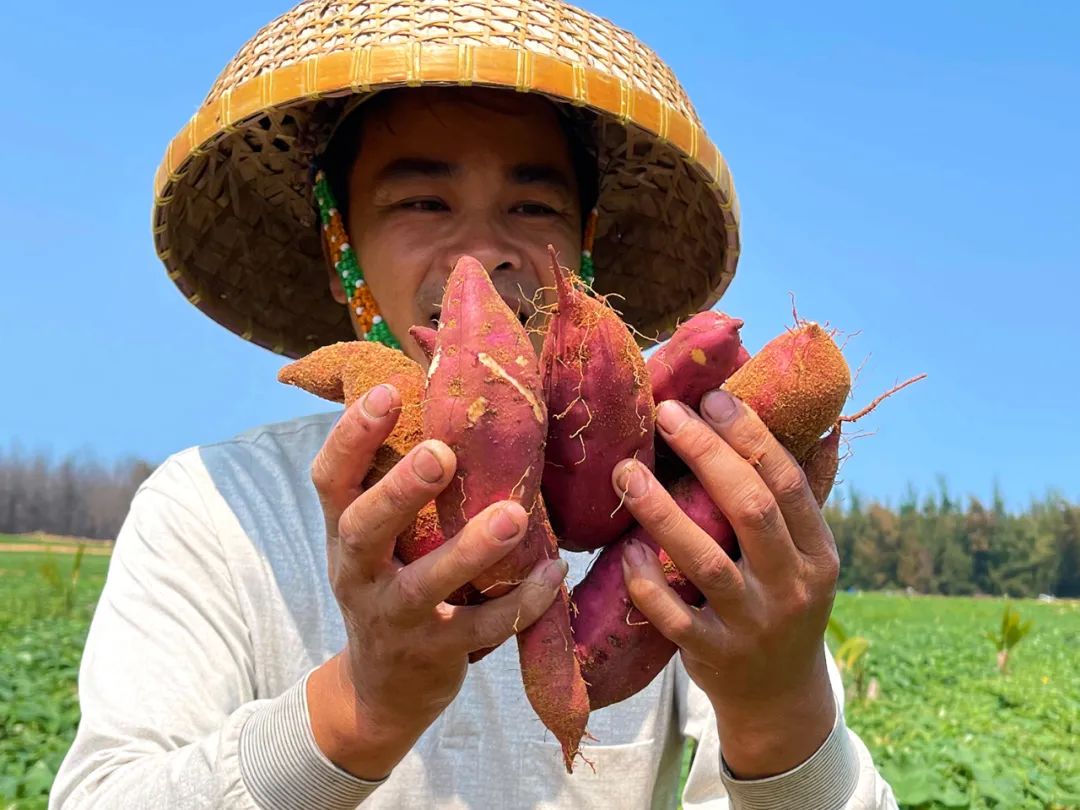 海南澄迈富硒地瓜价格(海南澄迈地瓜上市时间)-硒宝网