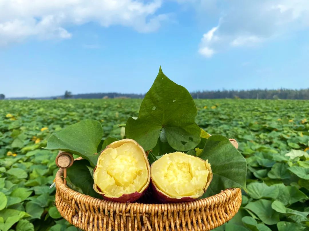 海南澄迈富硒地瓜价格(海南澄迈地瓜上市时间)-硒宝网