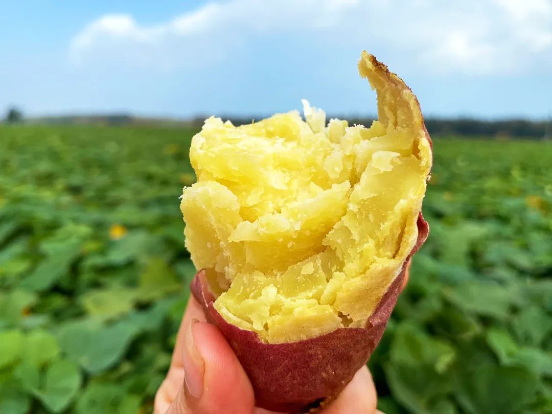 海南澄迈富硒地瓜价格(海南澄迈地瓜上市时间)-硒宝网