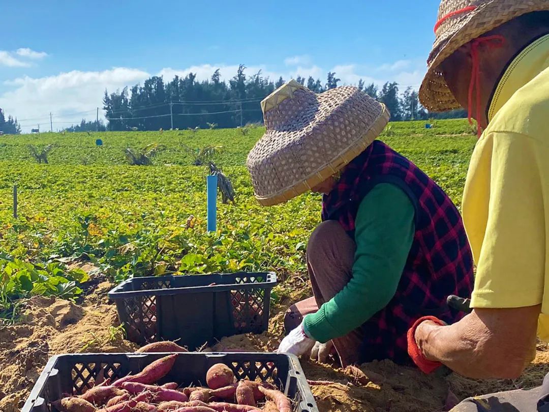 海南澄迈富硒地瓜价格(海南澄迈地瓜上市时间)-硒宝网