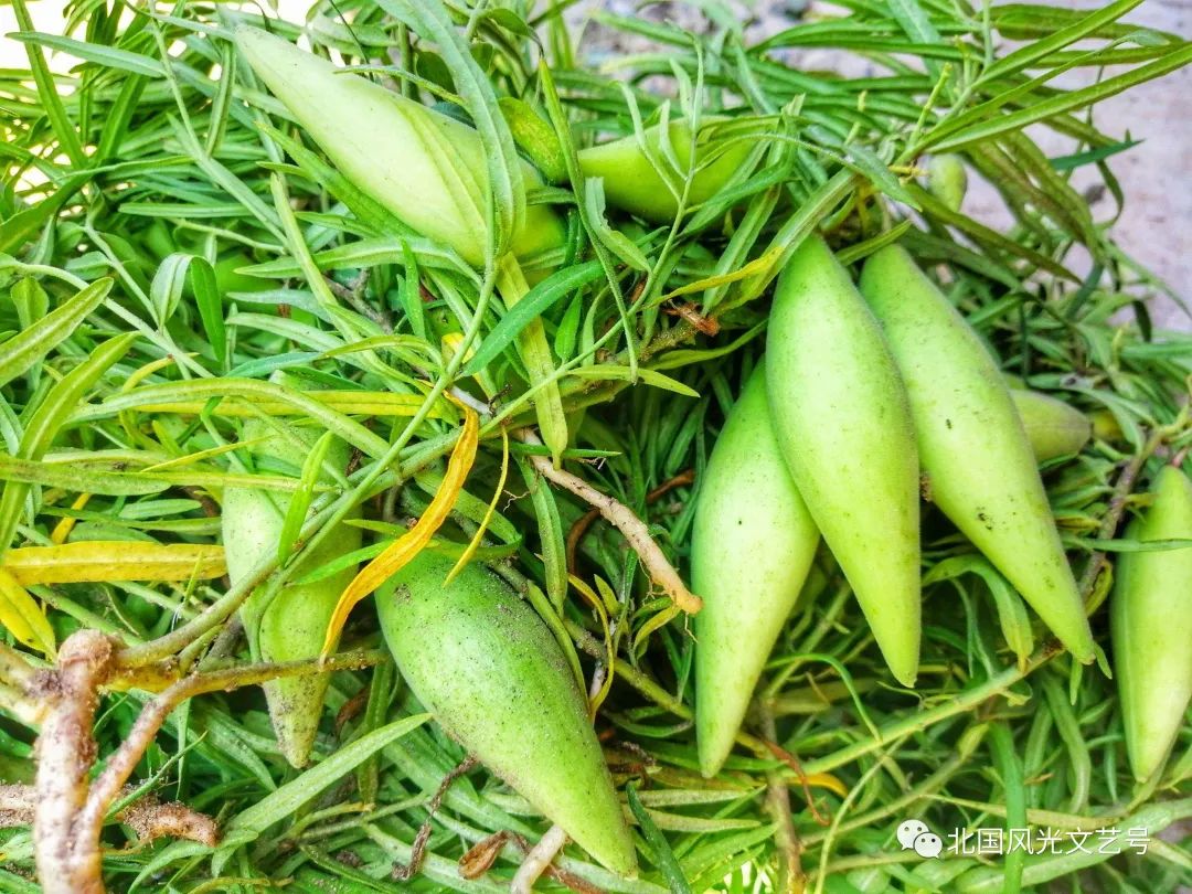 包头富硒地瓜价格多少(包头红薯价格)-硒宝网