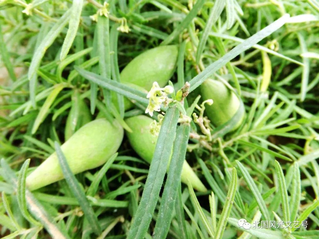 包头富硒地瓜价格多少(包头红薯价格)-硒宝网