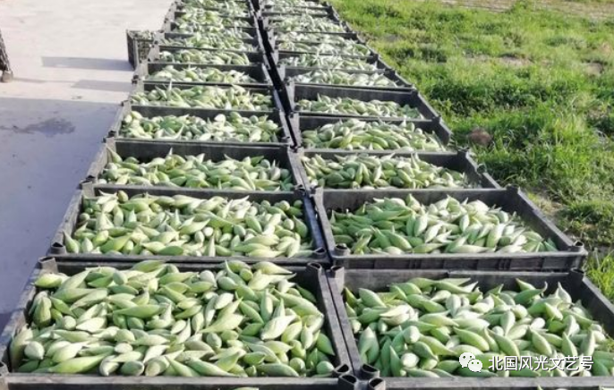 包头富硒地瓜价格多少(包头红薯价格)-硒宝网