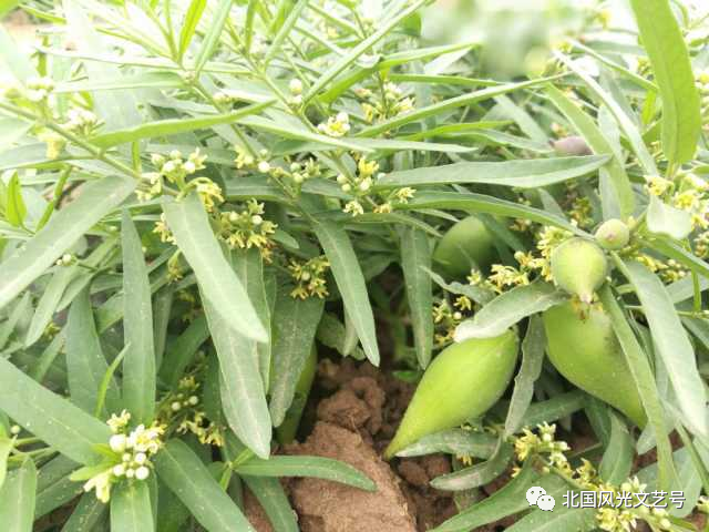 包头富硒地瓜价格多少(包头红薯价格)-硒宝网