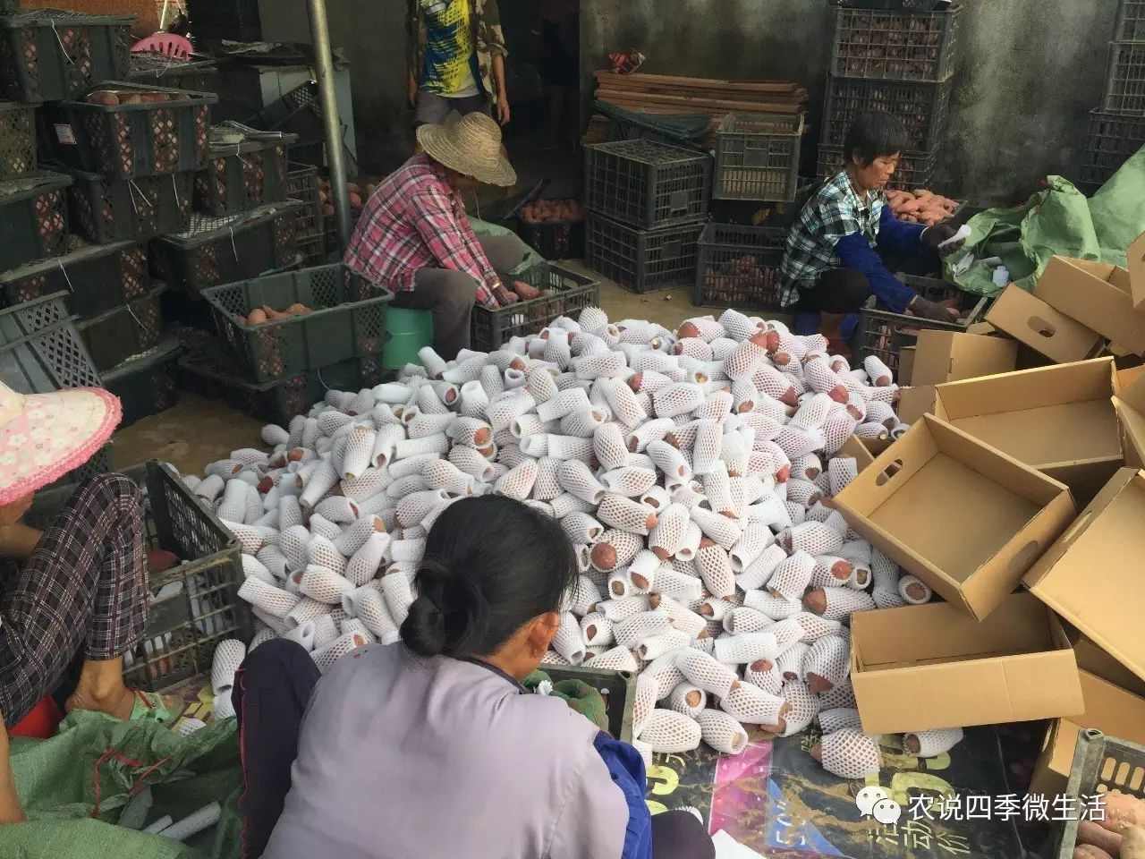 海南澄迈富硒地瓜价格(海南澄迈县富硒地瓜)-硒宝网