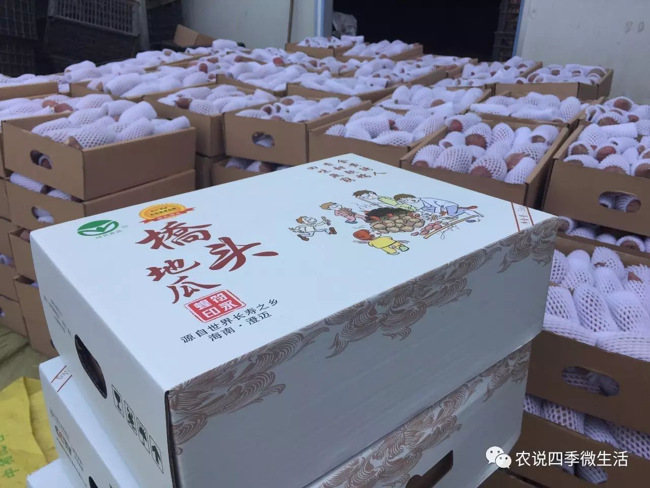 海南澄迈富硒地瓜价格(海南澄迈县富硒地瓜)-硒宝网