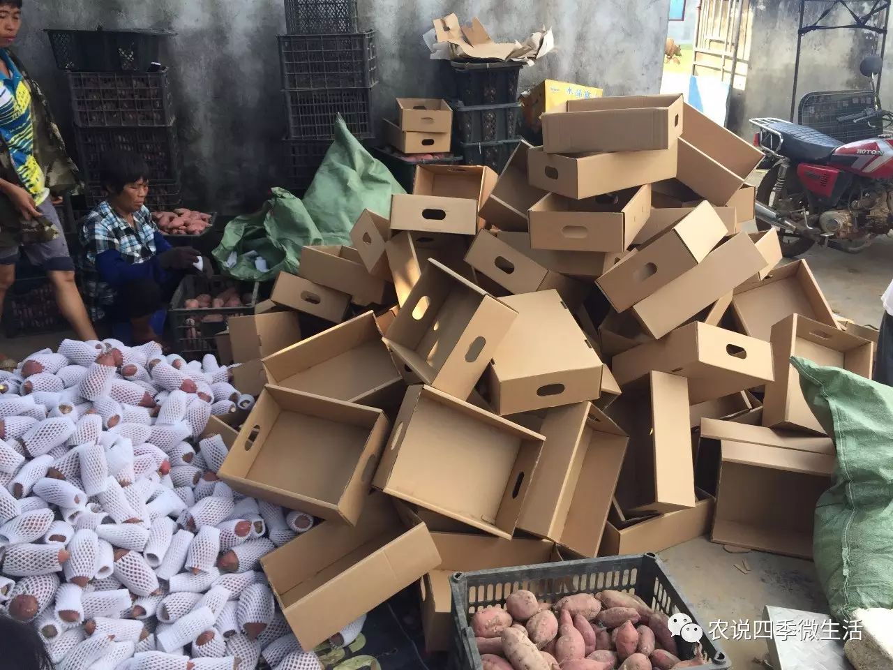 海南澄迈富硒地瓜价格(海南澄迈县富硒地瓜)-硒宝网