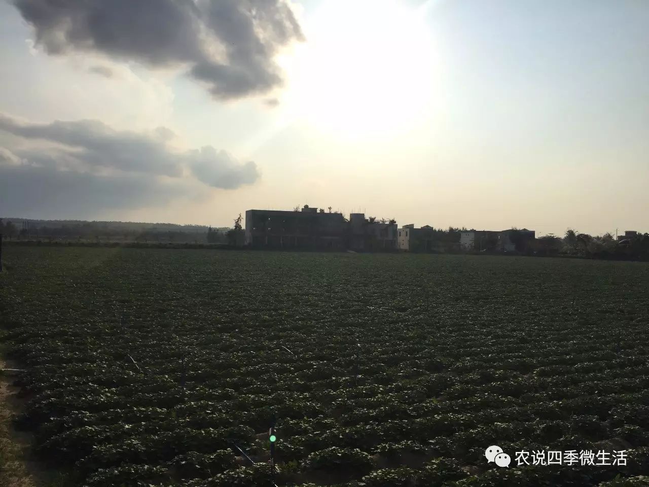 海南澄迈富硒地瓜价格(海南澄迈县富硒地瓜)-硒宝网