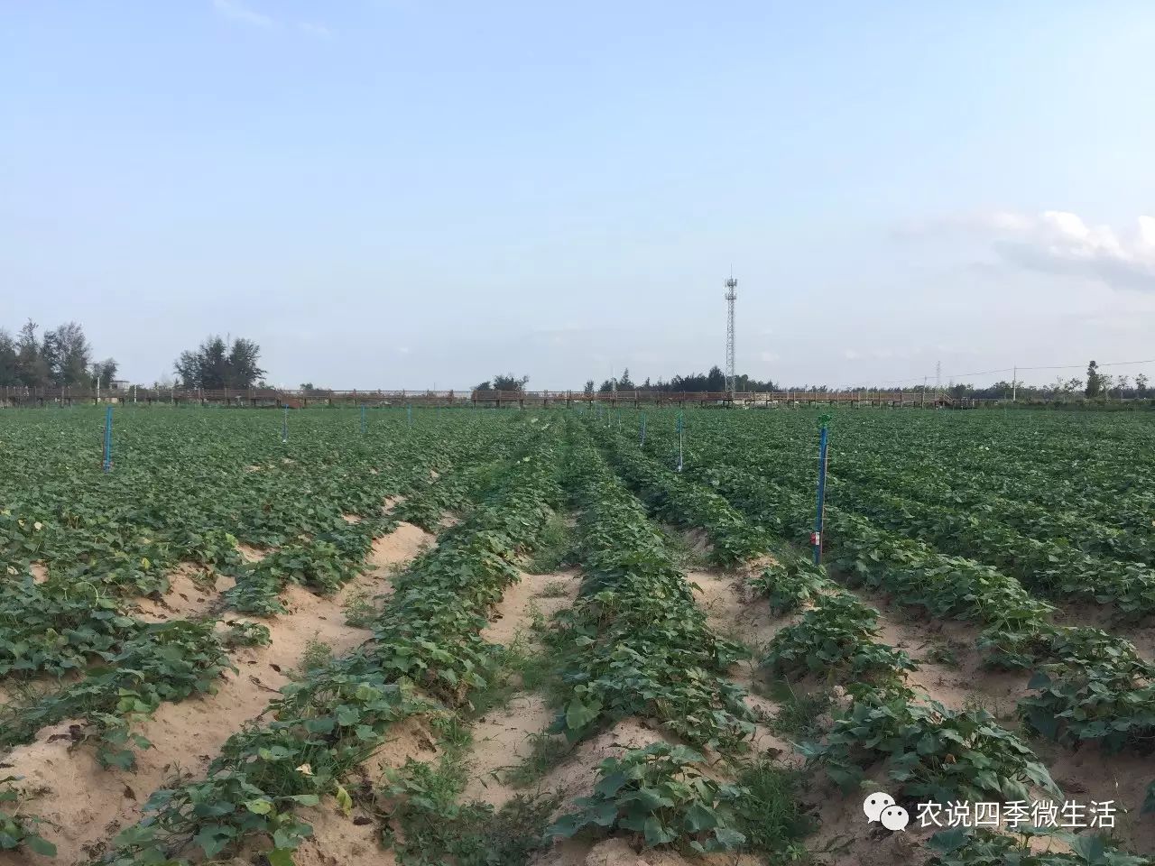 海南澄迈富硒地瓜价格(海南澄迈县富硒地瓜)-硒宝网