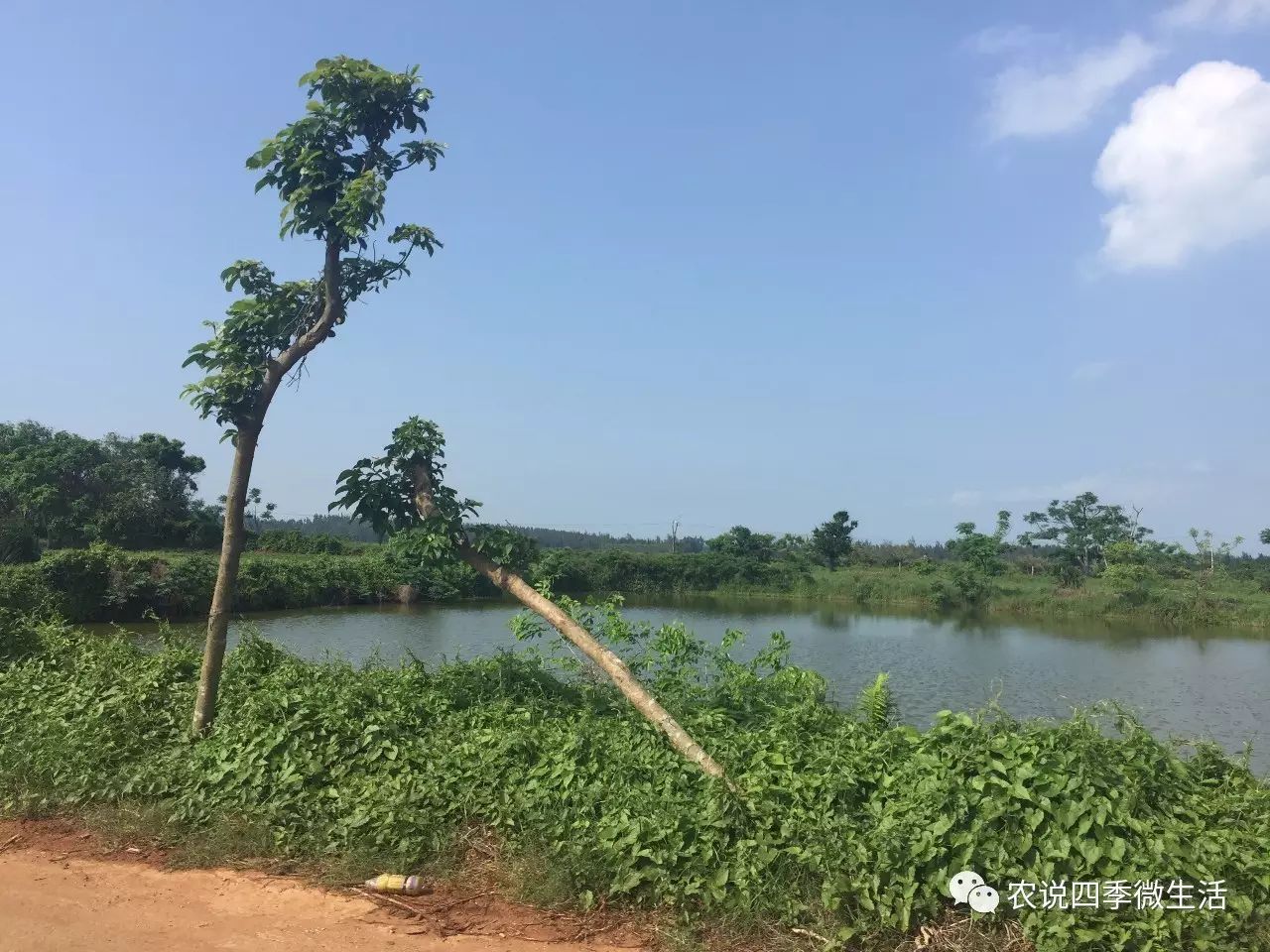 海南澄迈富硒地瓜价格(海南澄迈县富硒地瓜)-硒宝网