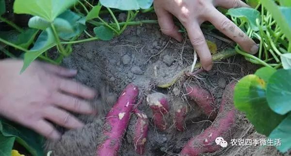 海南澄迈富硒地瓜价格(海南澄迈县富硒地瓜)-硒宝网