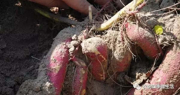 海南澄迈富硒地瓜价格(海南澄迈县富硒地瓜)-硒宝网