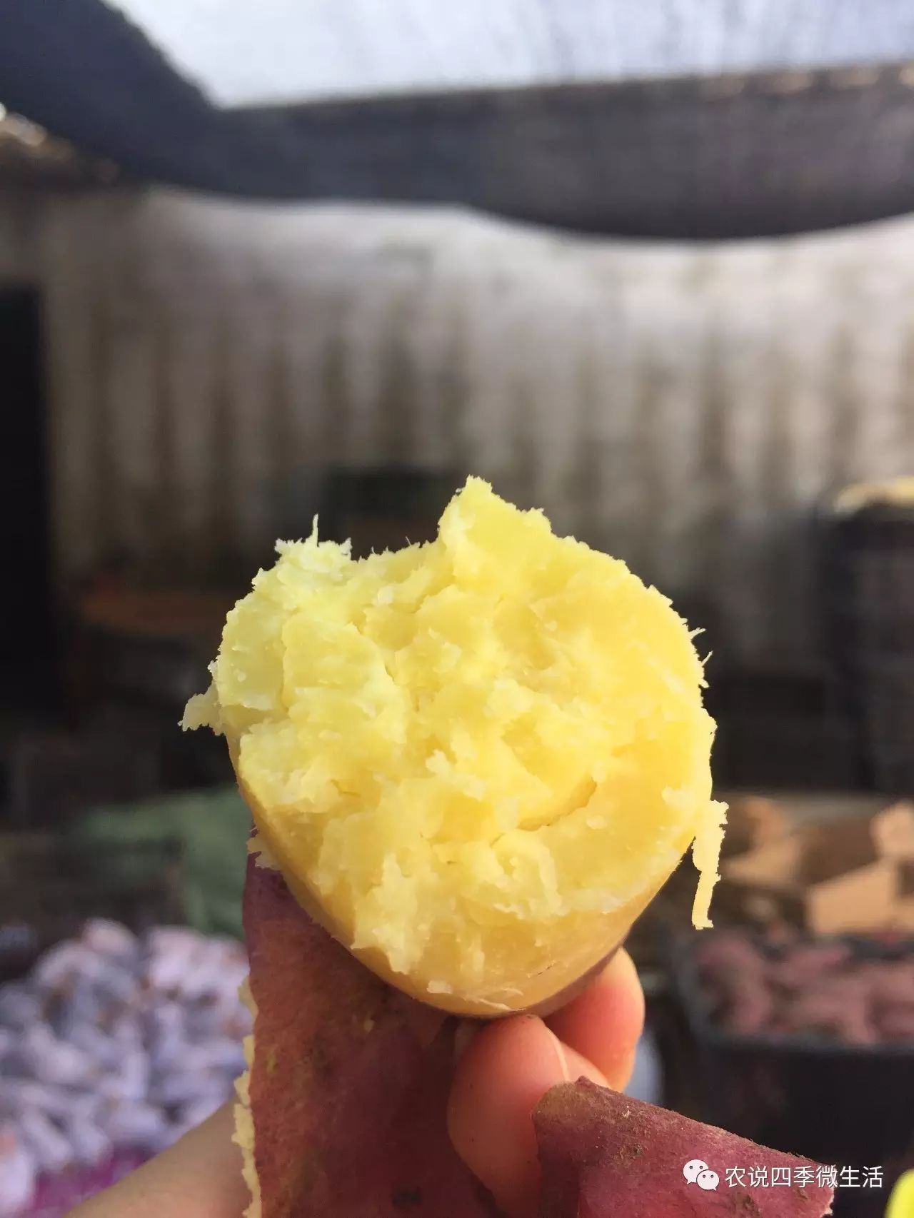 海南澄迈富硒地瓜价格(海南澄迈县富硒地瓜)-硒宝网