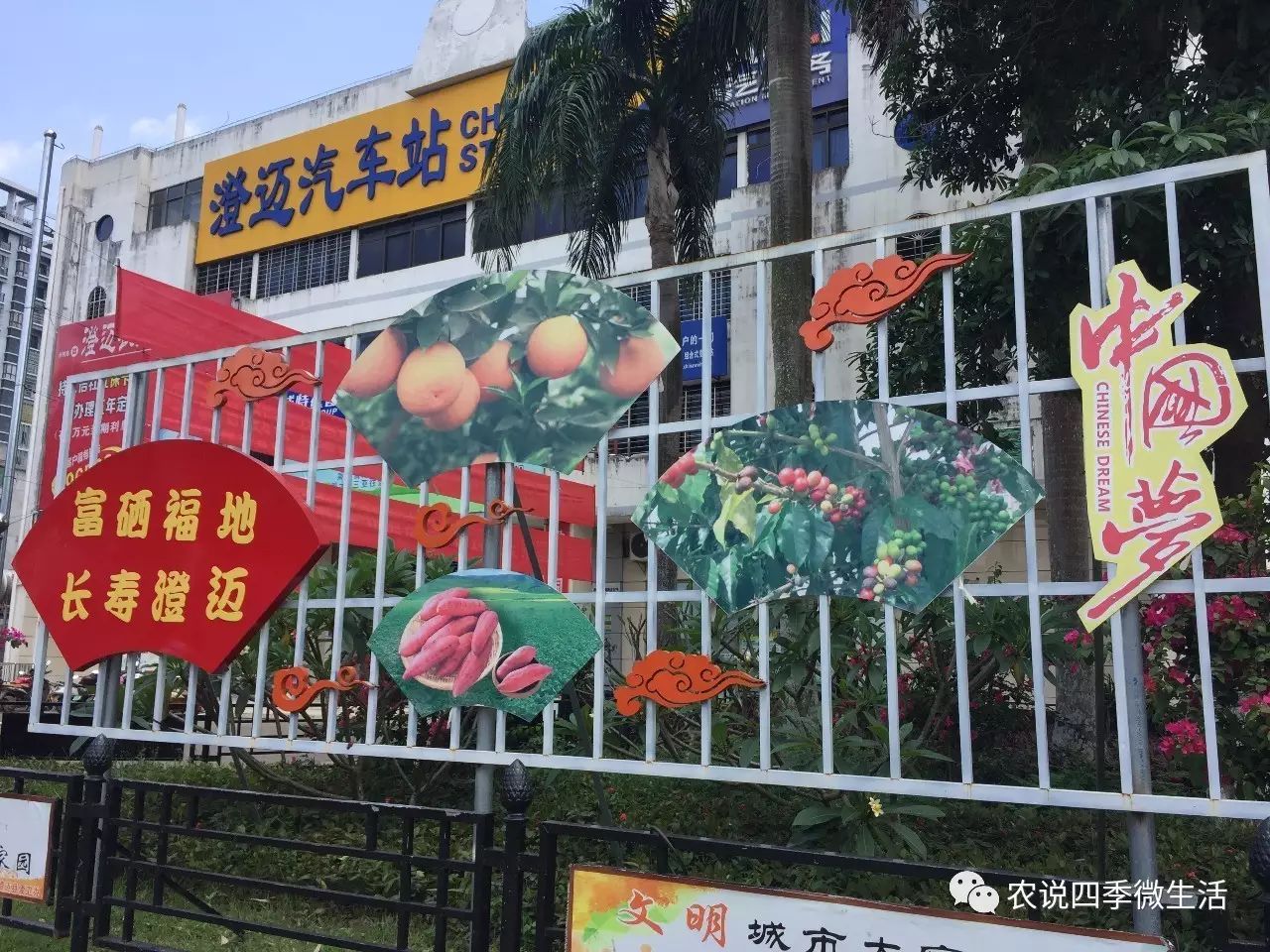 海南澄迈富硒地瓜价格(海南澄迈县富硒地瓜)-硒宝网