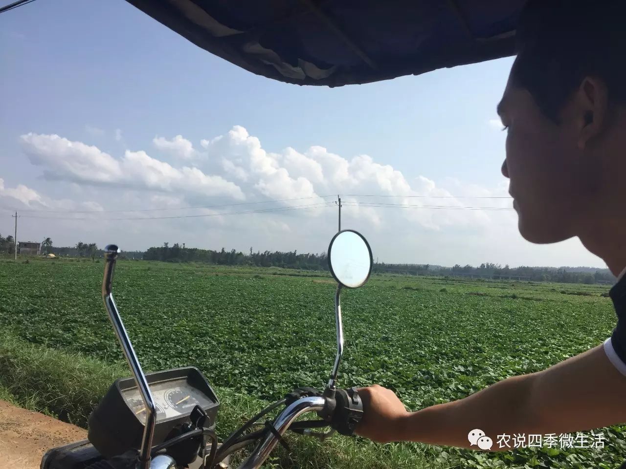 海南澄迈富硒地瓜价格(海南澄迈县富硒地瓜)-硒宝网