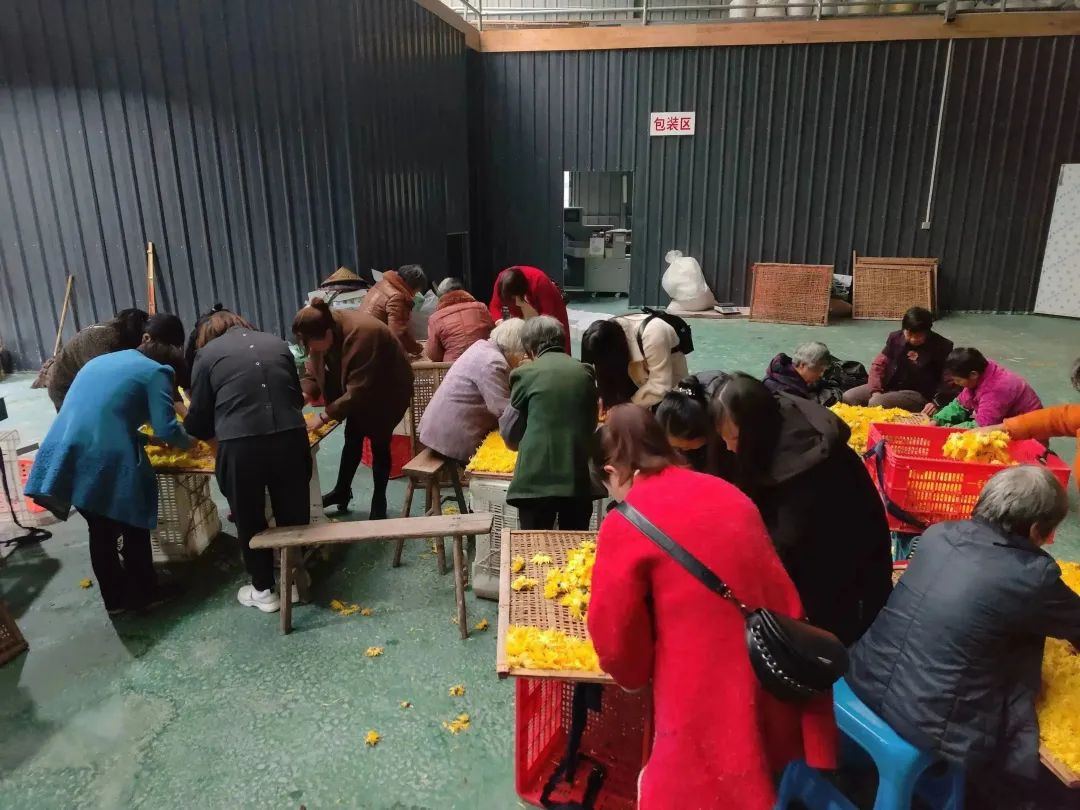 福建富硒地瓜种子价格（福建哪里产地瓜）-硒宝网