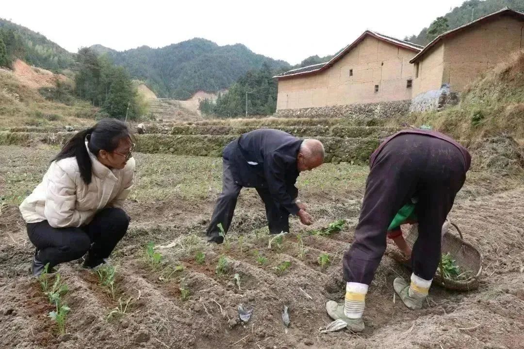 福建富硒地瓜种子价格（福建哪里产地瓜）-硒宝网