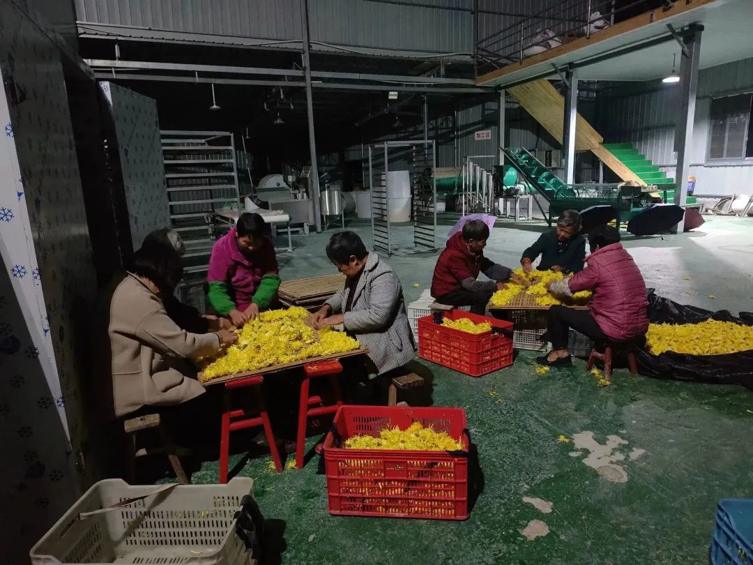 福建富硒地瓜种子价格（福建哪里产地瓜）-硒宝网