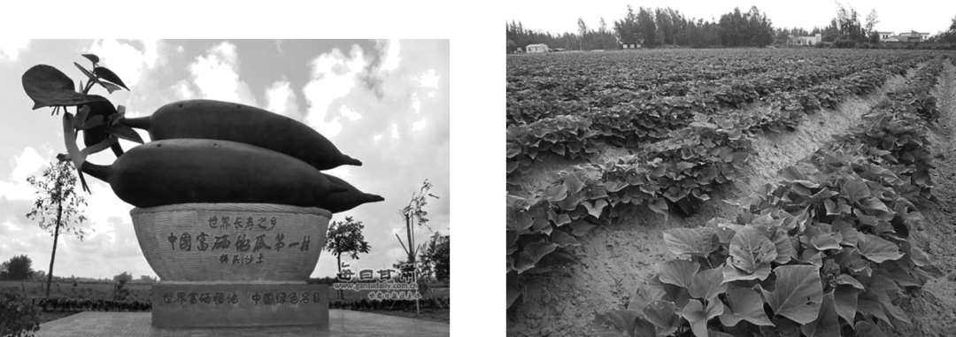 福建富硒地瓜种子价格(福建地瓜多少钱一斤)-硒宝网