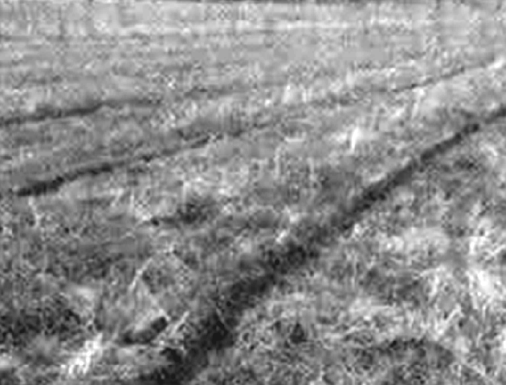 福建富硒地瓜种子价格(福建地瓜多少钱一斤)-硒宝网