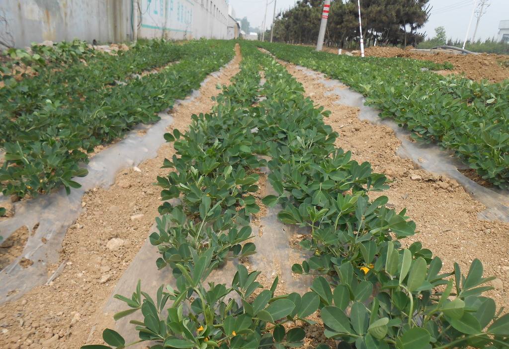 临沭富硒地瓜种植基地(临沭地瓜产地)-硒宝网
