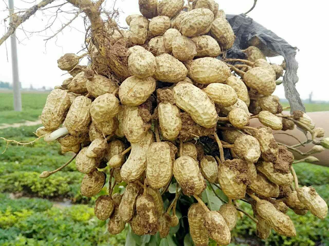 临沭富硒地瓜种植基地(临沭地瓜产地)-硒宝网