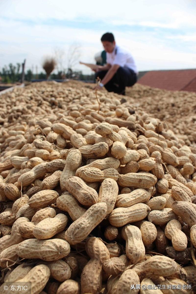 临沭富硒地瓜种植基地(临沭地瓜产地)-硒宝网