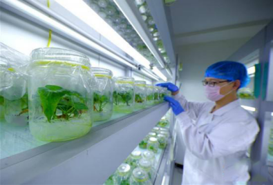 富硒地瓜是是什么品种（地瓜品种是富硒吗）-硒宝网