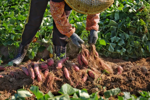 富硒地瓜是是什么品种（地瓜品种是富硒吗）-硒宝网