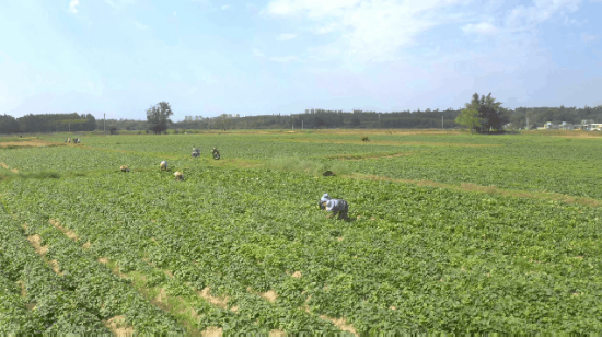 富硒地瓜是是什么品种（地瓜品种是富硒吗）-硒宝网