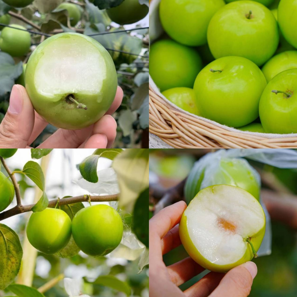 孕妇能多吃富硒地瓜吗(孕妇可以吃富硒地瓜吗)-硒宝网