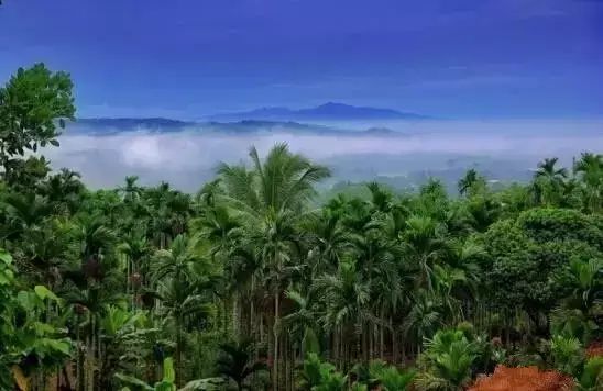 澄迈桥头富硒地瓜粉吗（海南澄迈桥头富硒地瓜营养价值）-硒宝网