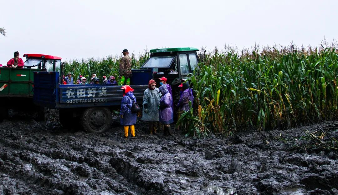 孕妇能多吃富硒地瓜吗（孕妇能地瓜吃富硒吗）-硒宝网