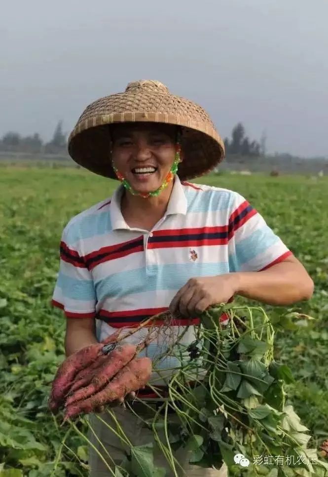 海南桥头富硒地瓜超甜(海南桥头地瓜营养价值)-硒宝网