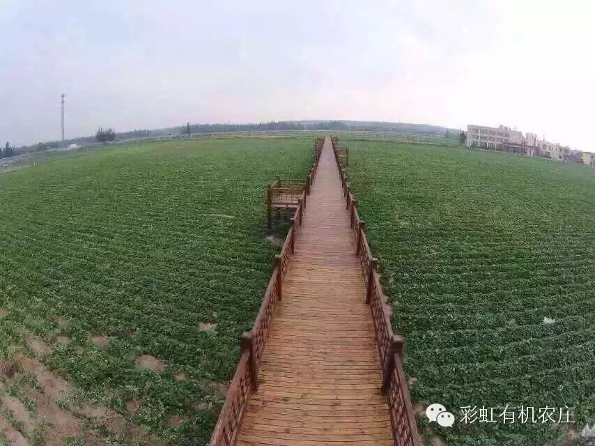 海南桥头富硒地瓜超甜(海南桥头地瓜营养价值)-硒宝网