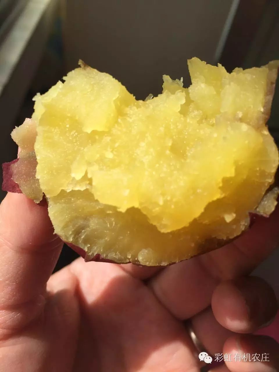 海南桥头富硒地瓜超甜(海南桥头地瓜营养价值)-硒宝网