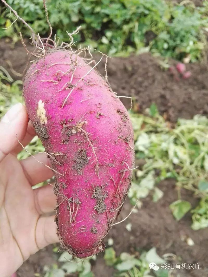 海南桥头富硒地瓜超甜(海南桥头地瓜营养价值)-硒宝网